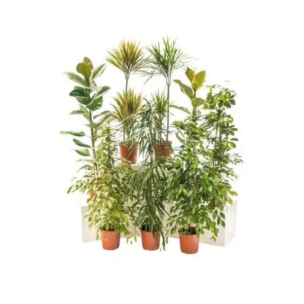 Grand Choix De Plantes Vertes