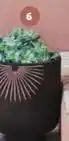 Pot decor palme en ceramique