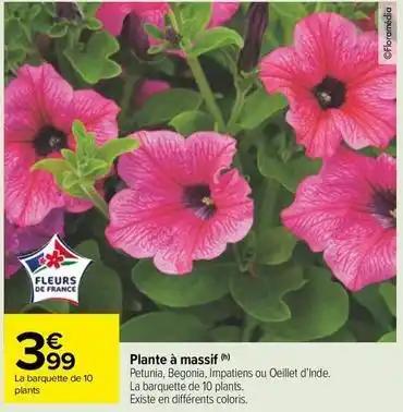 Plantes à fleurs