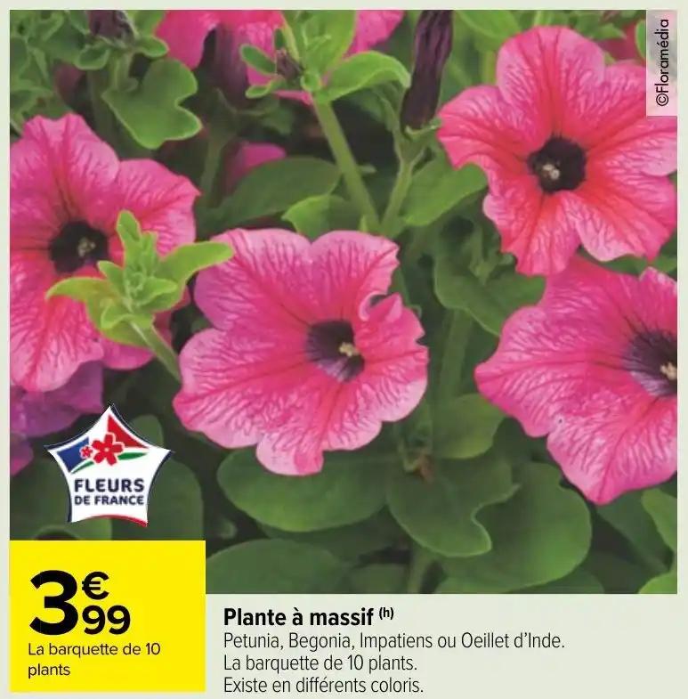 Plante à massif (h)