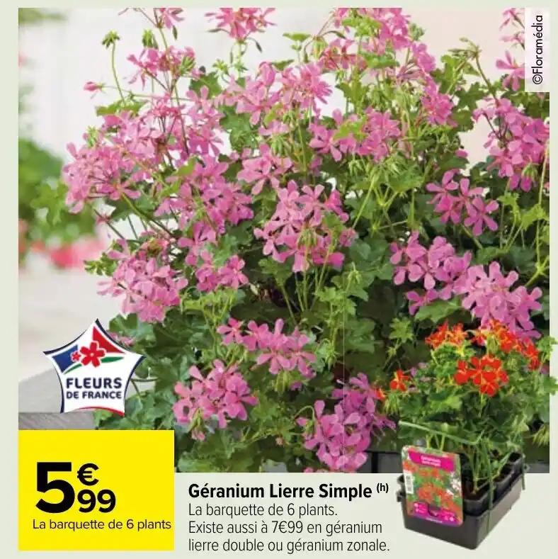 Géranium Lierre Simple (h)