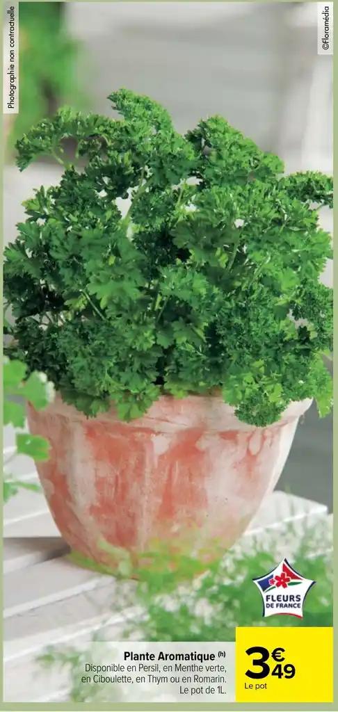 Plante Aromatique (h)