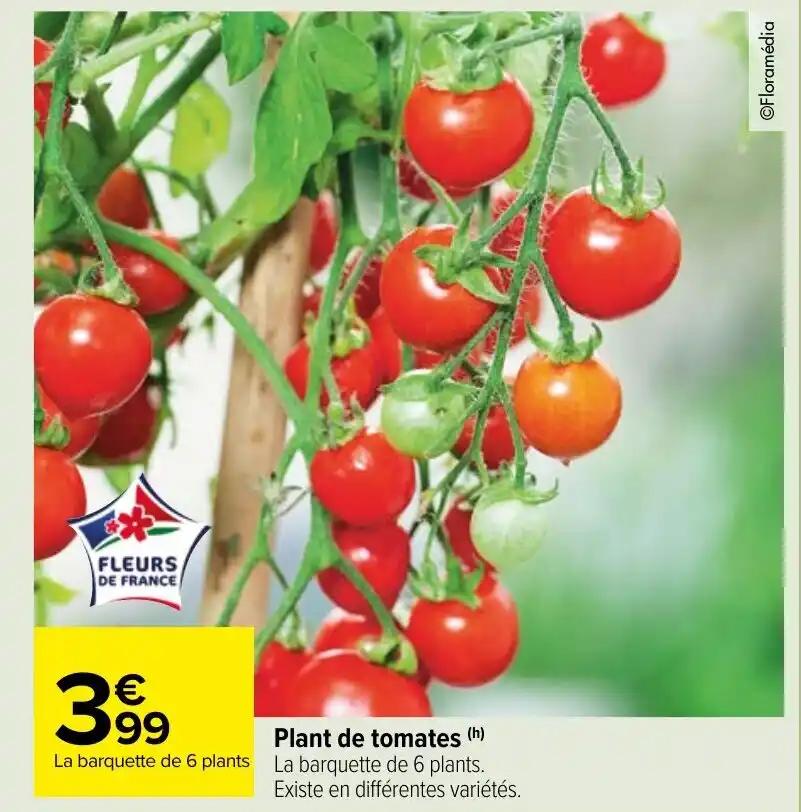 Plant de tomates (h)