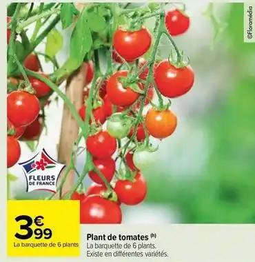 Plant de tomates