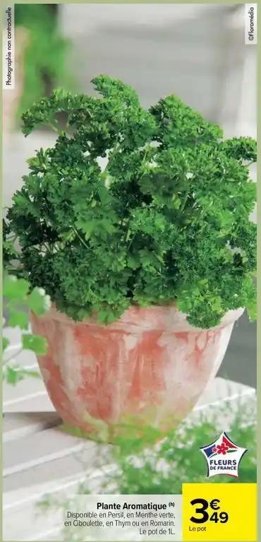 Plante aromatique