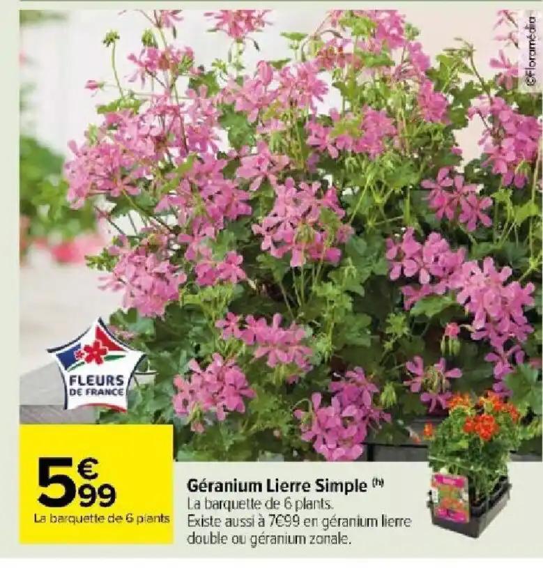 Géranium Lierre Simple (h)