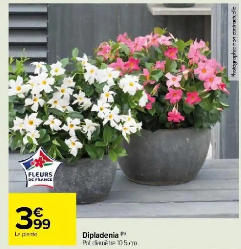 Dipladenia (h) Pot diamètre 10.5 cm.