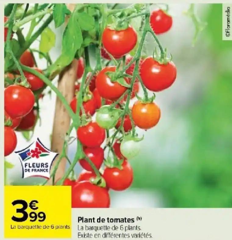 Plant de tomates (h)