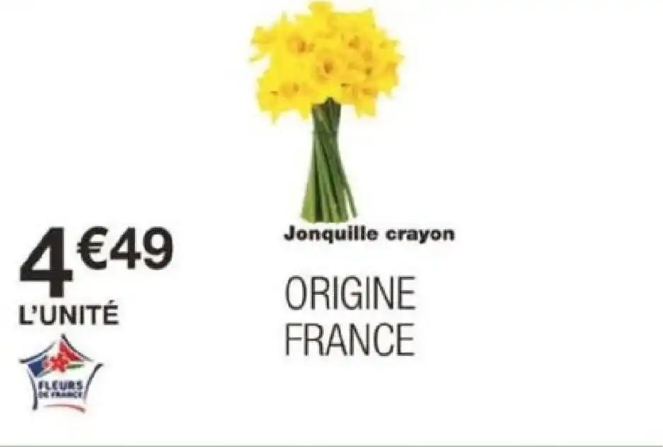 Jonquille crayon