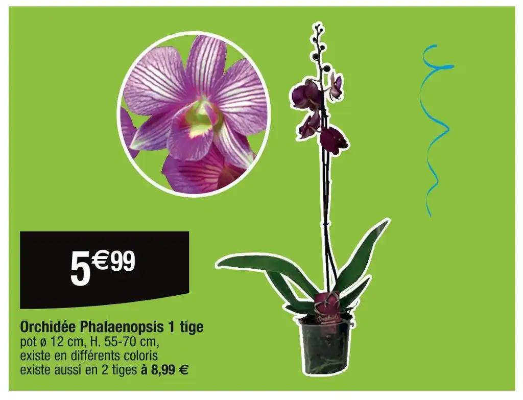 Orchidée Phalaenopsis 1 tige