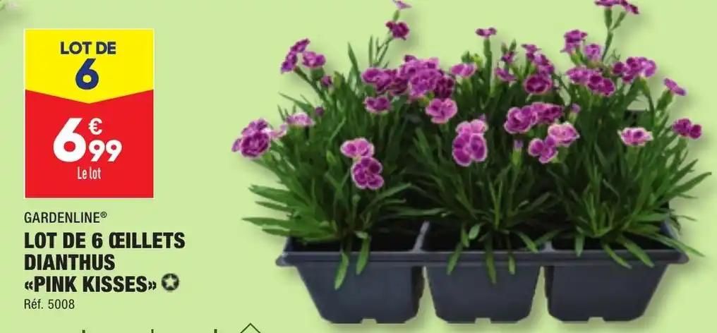 LOT DE 6 ŒILLETS DIANTHUS <<PINK KISSES>>