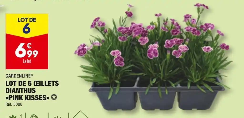 GARDENLINE LOT DE 6 ŒILLETS DIANTHUS PINK KISSES