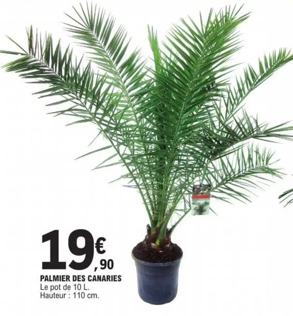 PALMIER DES CANARIES Le pot de 10 L. Hauteur 110 cm.