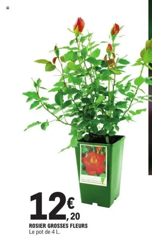 ROSIER GROSSES FLEURS Le pot de 4 L.