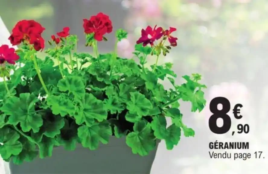 GÉRANIUM Vendu page 17.