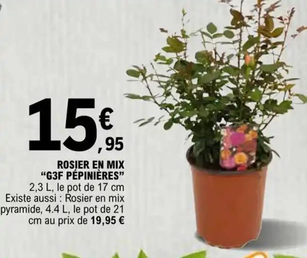 ROSIER EN MIX "G3F PÉPINIÈRES"