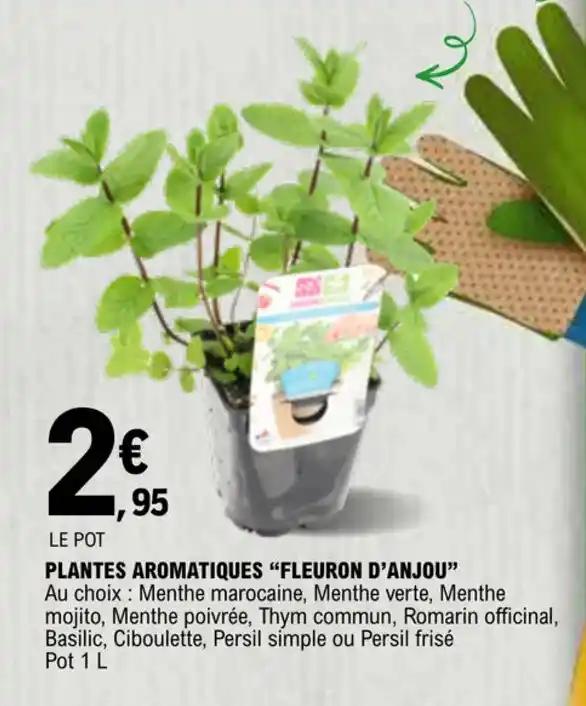PLANTES AROMATIQUES "FLEURON D'ANJOU"