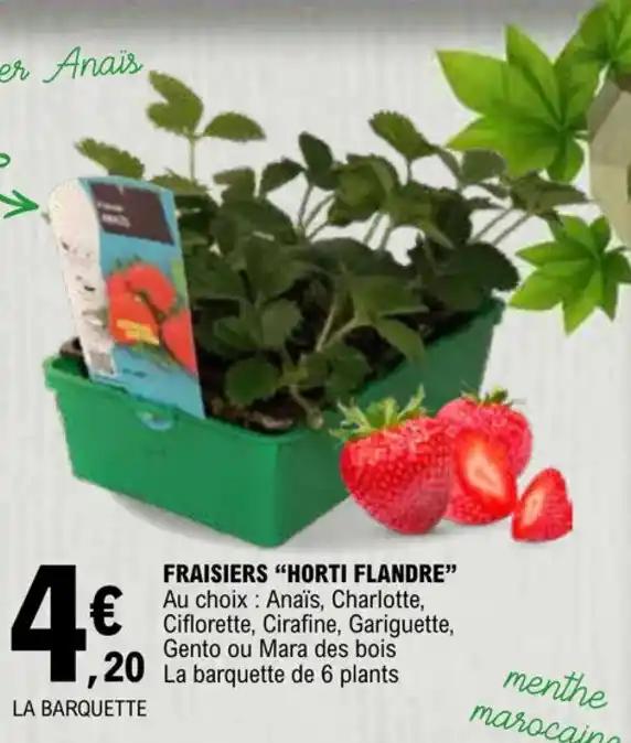 FRAISIERS "HORTI FLANDRE"