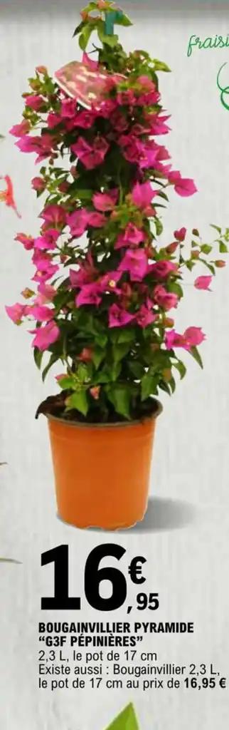 BOUGAINVILLIER PYRAMIDE "G3F PÉPINIÈRES"