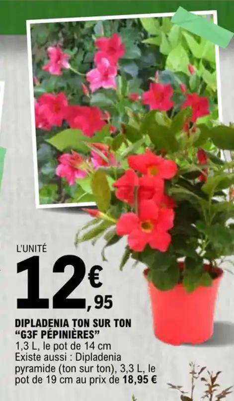 DIPLADENIA TON SUR TON "G3F PÉPINIÈRES"
