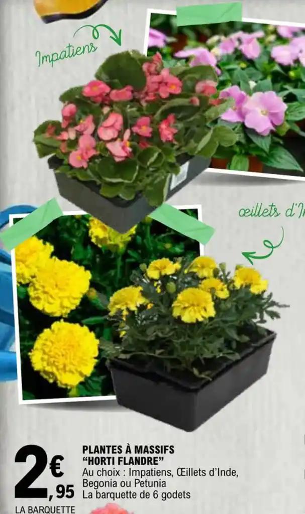 PLANTES À MASSIFS "HORTI FLANDRE"