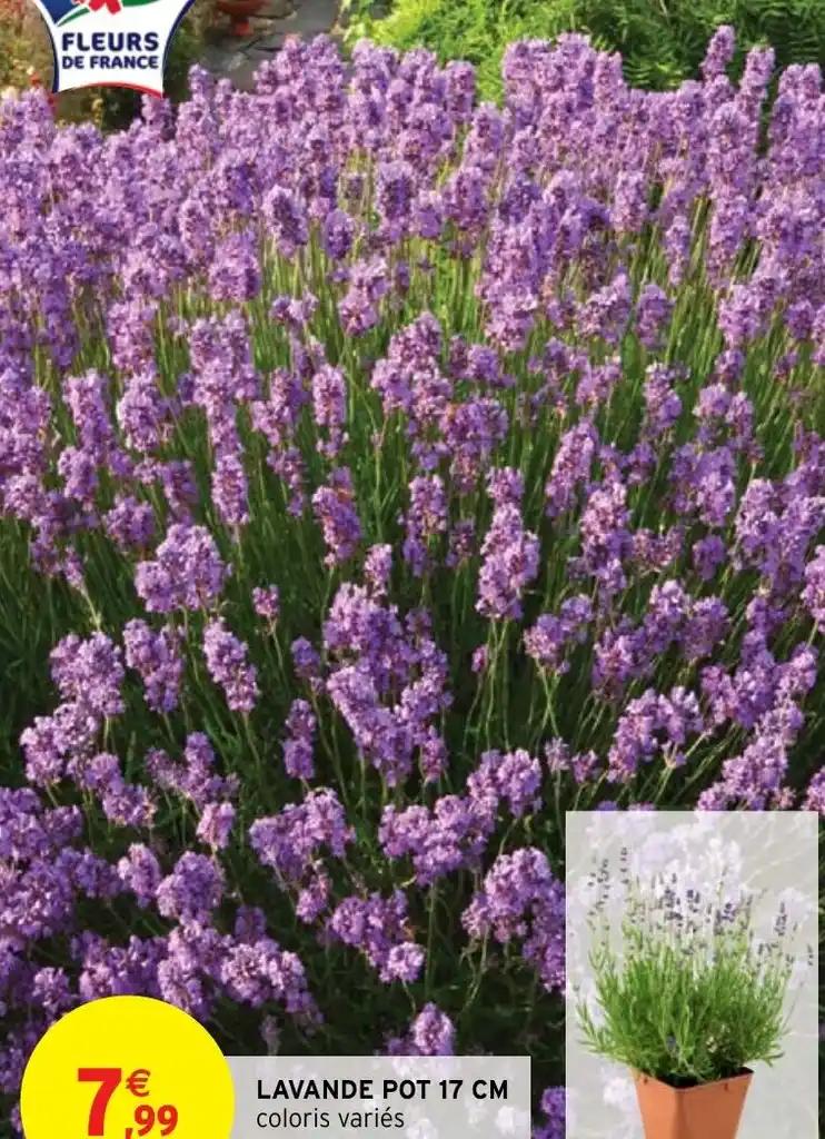 LAVANDE POT 17 CM coloris variés