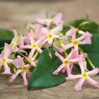 Jasmin étoilé asiaticum Pink Showers /Pot de 1,5L - Tuteur bambou 30/60 cm