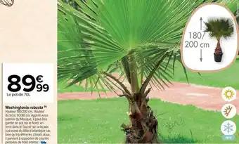 Washingtonia robusta