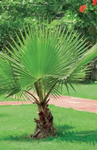 Washingtonia robusta (h)