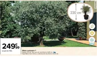 Olivier centenaire (h)