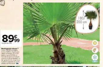 Washingtonia robusta