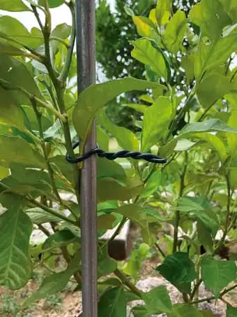 Lien en mousse Biflex pour plantes fragiles