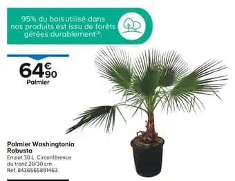 Palmier Washingtonia Robusta