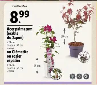 Acer palmatum (érable du Japon)