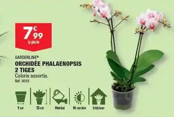 ORCHIDÉE PHALAENOPSIS 2 TIGES