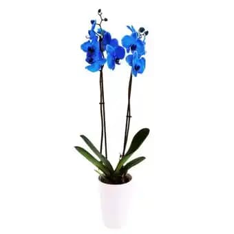 Promotion Exclusives de 5
Bleue : Découvrez l'Offre incontournable