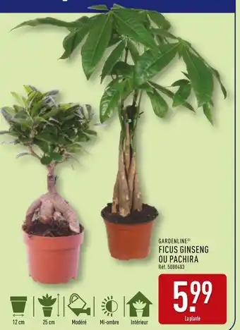 Promotion Exclusives de 1
            
        
        Pachira : Découvrez l'Offre incontournable