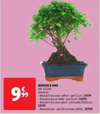 Promotion Exclusives de 2
            
        
        Bonsai : Découvrez l'Offre incontournable