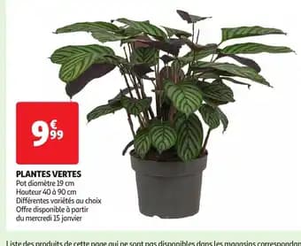 Promotion Exclusives de 3
Plantes vertes : Découvrez l'Offre incontournable