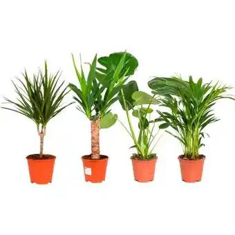 Promotion Exclusives de 11
Plantes : Découvrez l'Offre incontournable