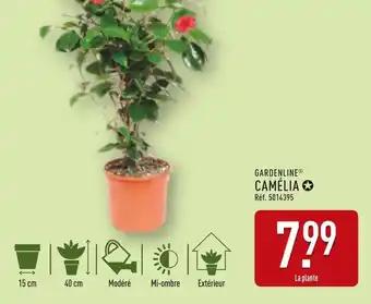 Promotion Exclusives de 3
Camélia : Découvrez l'Offre incontournable
