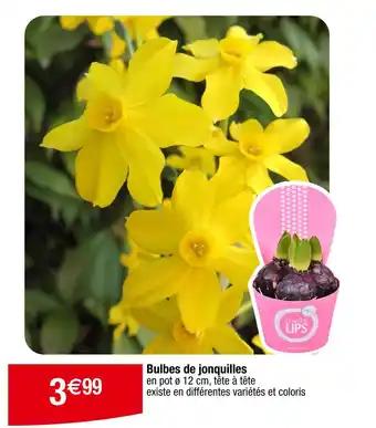 Promotion Exclusives de 4
Bulbes : Découvrez l'Offre incontournable