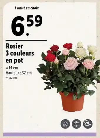 Promotion Exclusives de 30
En pot : Découvrez l'Offre incontournable