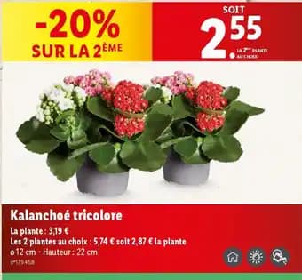 Promotion Exclusives de 1
Tricolore : Découvrez l'Offre incontournable