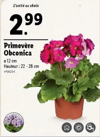 Promotion Exclusives de 2
Primevère : Découvrez l'Offre incontournable