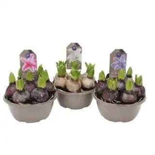 Promotion Exclusives de 26
            
        
        Coupe : Découvrez l'Offre incontournable