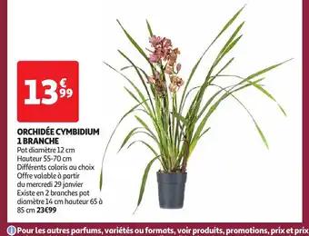 Promotion Exclusives de 7
Orchidée : Découvrez l'Offre incontournable