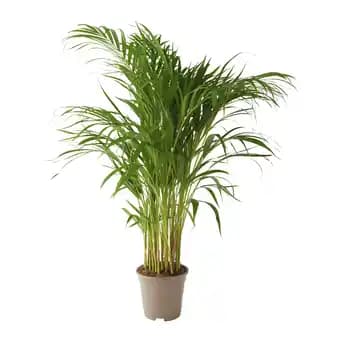 ECLOZ Areca Lutescens ECLOZ
