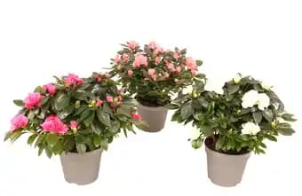 ECLOZ Azalée Aiko ECLOZ