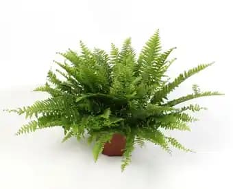 Nephrolepsis Green Lady